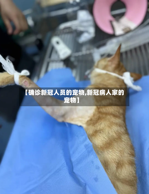 【确诊新冠人员的宠物,新冠病人家的宠物】-第2张图片